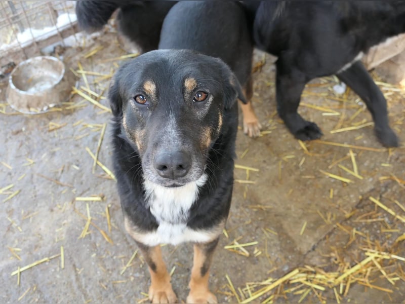 AMINA - freundliche, aufgeschlossene Hündin sucht ihr Für-Immer-Zuhause