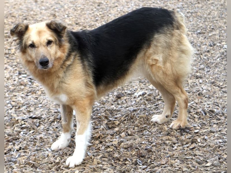 Alicia - verschmuste, sanfte Hündin sucht liebevolle Menschen