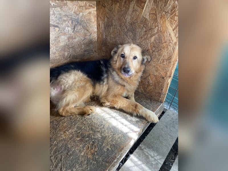 verschmuste, sanfte Alicia ❤️ sucht ihre Herzensmenschen