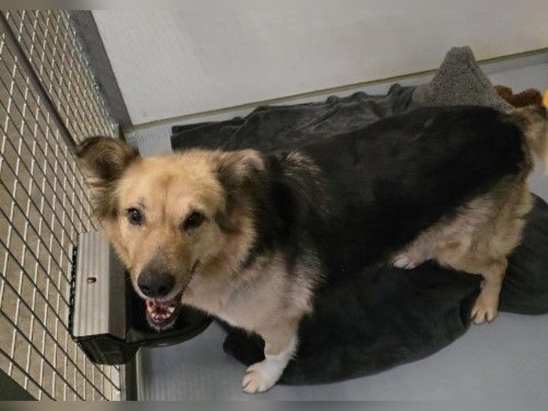 verschmuste, sanfte Alicia