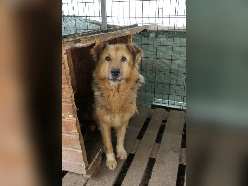 Alicia - verschmuste, sanfte Hündin sucht liebevolle Menschen