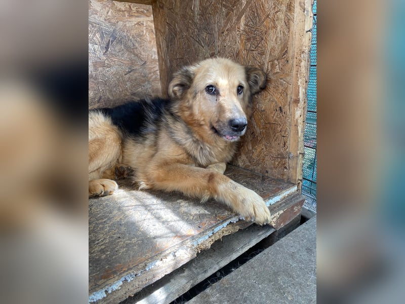 verschmuste, sanfte Alicia ❤️ sucht ihre Herzensmenschen
