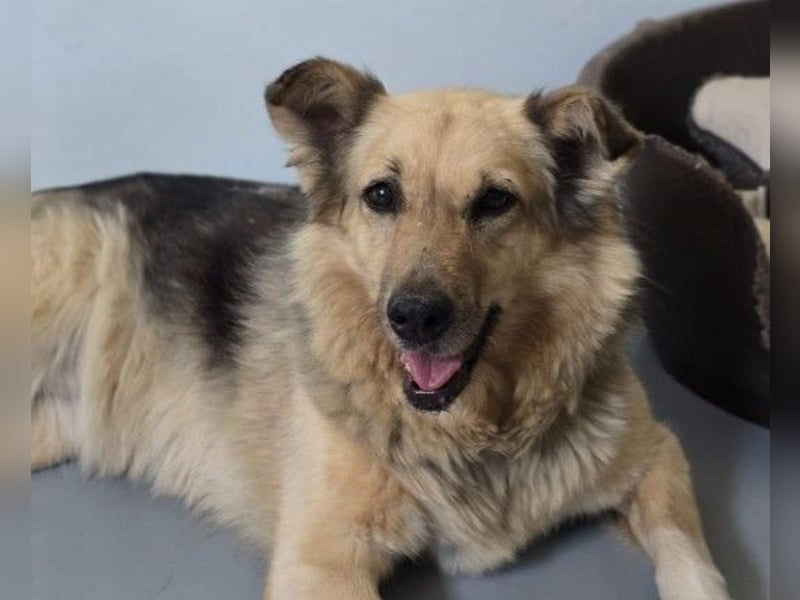 Alicia - verschmuste, sanfte Hündin sucht liebevolle Menschen