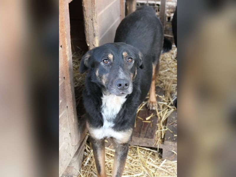 AMINA - freundliche, aufgeschlossene Hündin sucht ihr Für-Immer-Zuhause