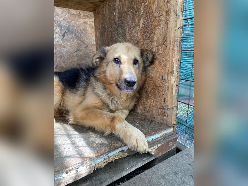 verschmuste, sanfte Alicia ❤️ sucht ihre Herzensmenschen