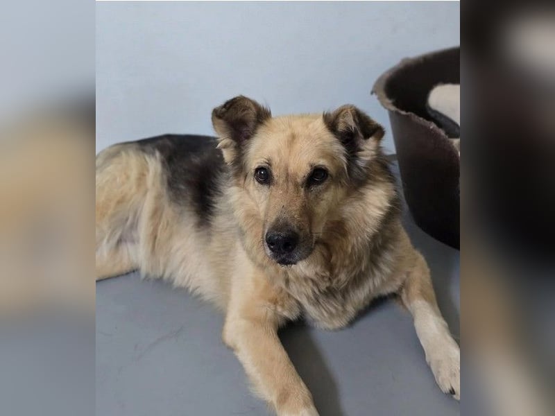 verschmuste, sanfte Alicia sucht liebevolle Menschen