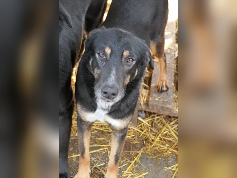 AMINA - freundliche, aufgeschlossene Hündin sucht ihr Für-Immer-Zuhause