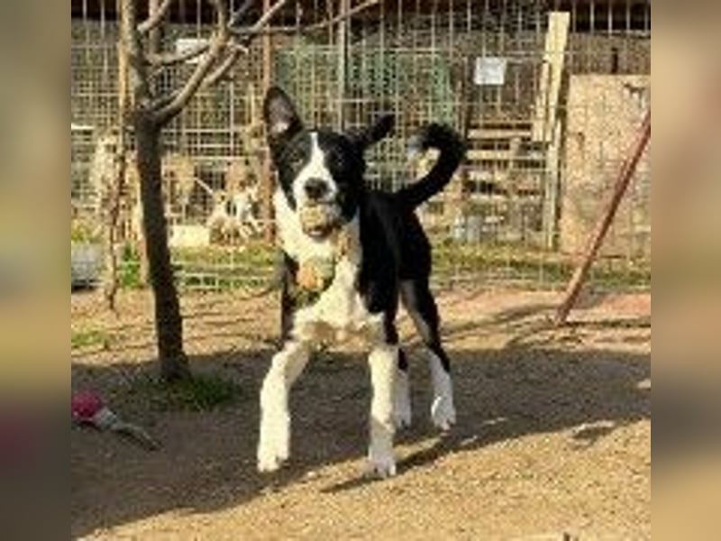 CASH - aktiver, fröhlicher Junghund