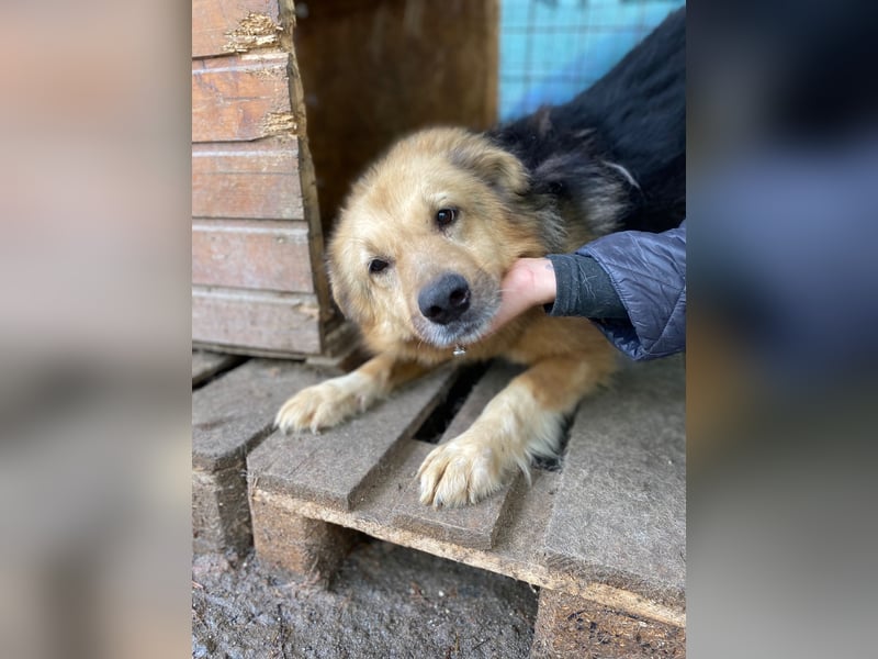 verschmuste, sanfte Alicia ❤️ sucht ihre Herzensmenschen