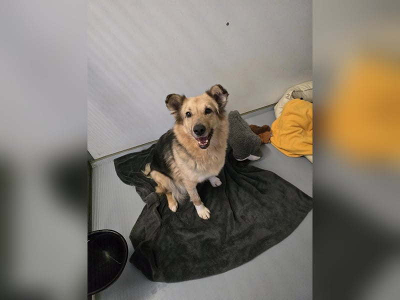 Alicia - verschmuste, sanfte Hündin sucht liebevolle Menschen