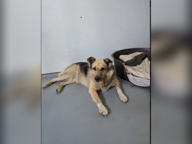 verschmuste, sanfte Alicia sucht liebevolle Menschen