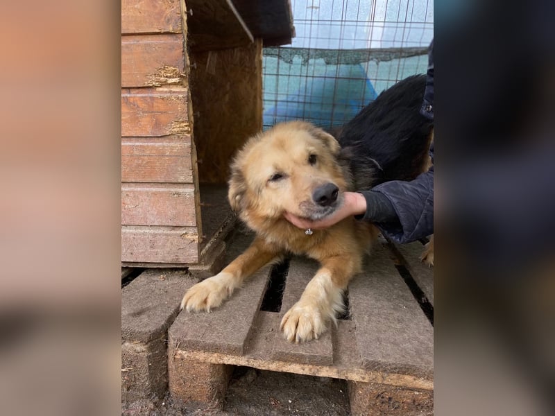 verschmuste, sanfte Alicia sucht liebevolle Menschen