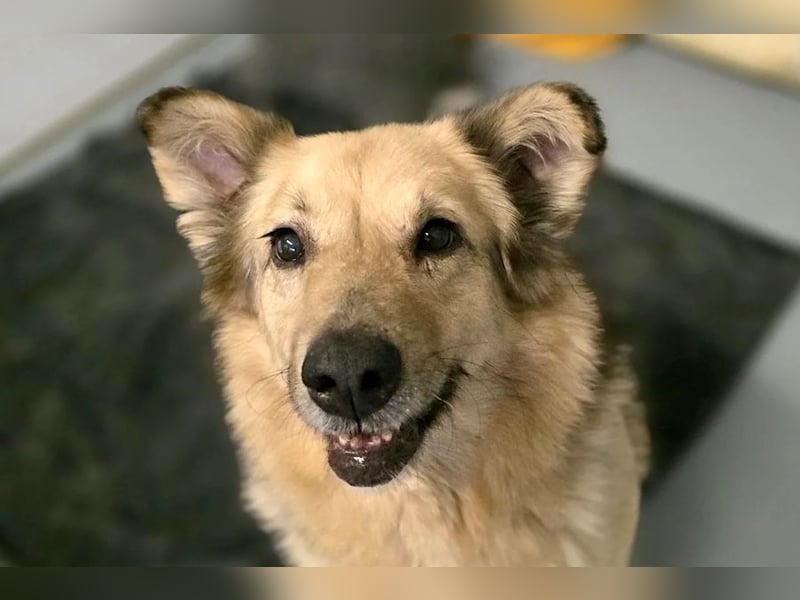 verschmuste, sanfte Alicia sucht liebevolle Menschen