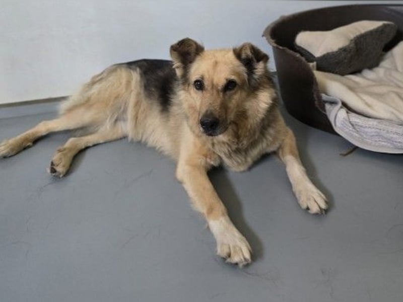 verschmuste, sanfte Alicia