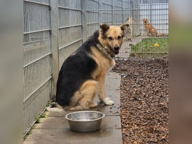 verschmuste, sanfte Alicia