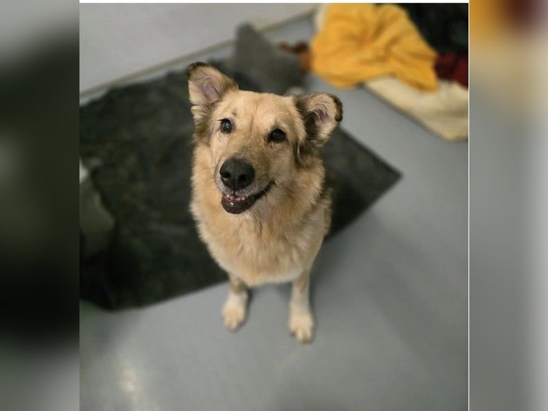 verschmuste, sanfte Alicia sucht liebevolle Menschen