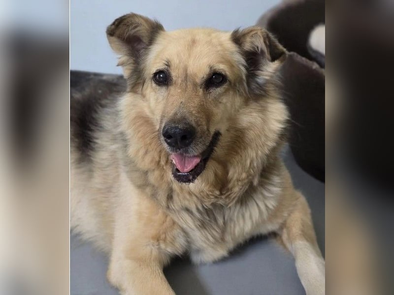 Alicia - verschmuste, sanfte Hündin sucht liebevolle Menschen