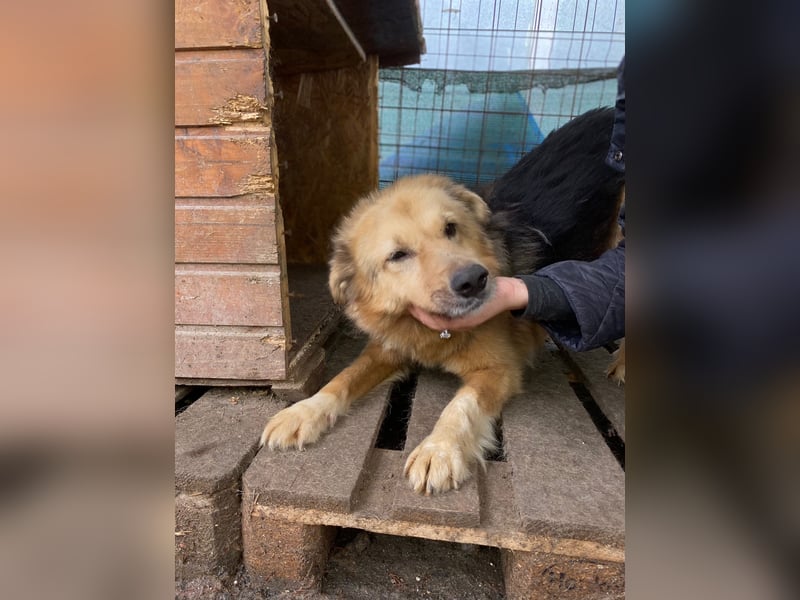 verschmuste, sanfte Alicia ❤️ sucht ihre Herzensmenschen