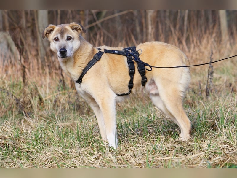 Wer schenkt dem sensiblen Hundeopa Samu ein fürsorgliches Zuhause