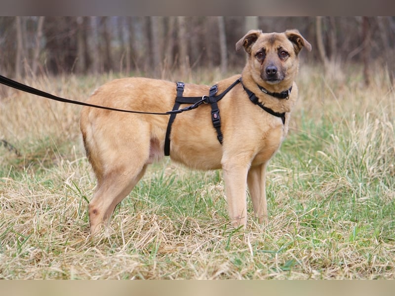 Hundeopa Jayden sucht ein liebevolles und ruhiges Zuhause