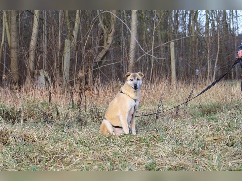 Wer schenkt dem sensiblen Hundeopa Samu ein fürsorgliches Zuhause