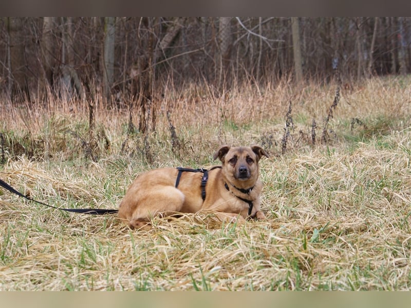 Hundeopa Jayden sucht ein liebevolles und ruhiges Zuhause