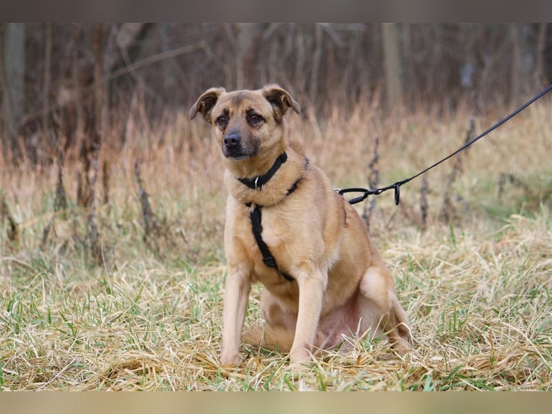 Hundeopa Jayden sucht ein liebevolles und ruhiges Zuhause