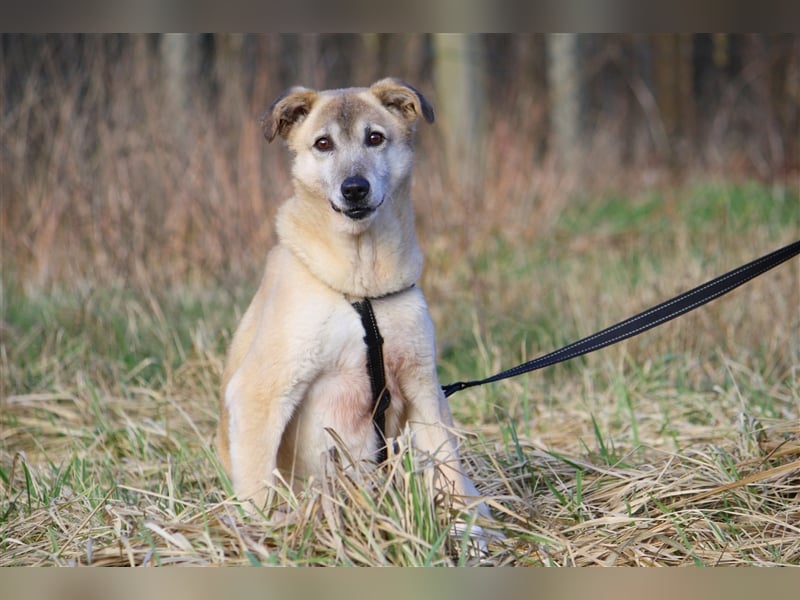 Wer schenkt dem sensiblen Hundeopa Samu ein fürsorgliches Zuhause