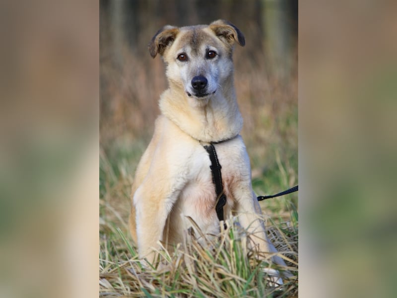Wer schenkt dem sensiblen Hundeopa Samu ein fürsorgliches Zuhause