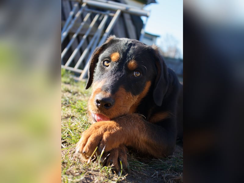 Energie geladener Marlo sucht sein Zuhause