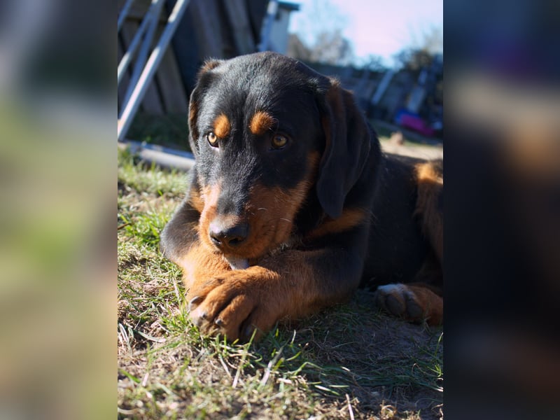 Energie geladener Marlo sucht sein Zuhause