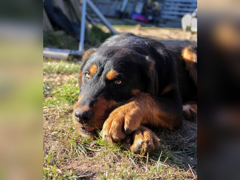 Energie geladener Marlo sucht sein Zuhause