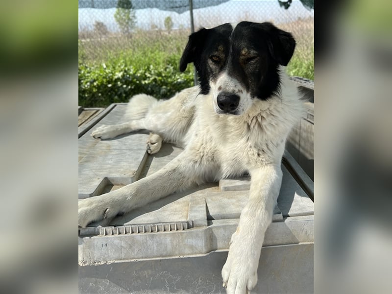 Xalia, geb. ca. 03/2018, lebt in GRIECHENLAND, im städt. Tierheim Serres