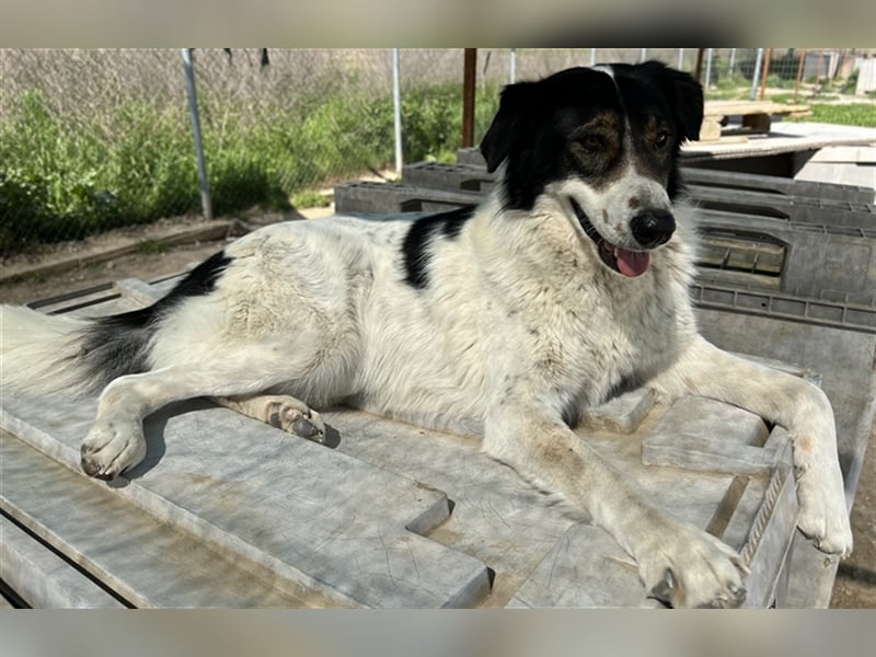 Xalia, geb. ca. 03/2018, lebt in GRIECHENLAND, im städt. Tierheim Serres