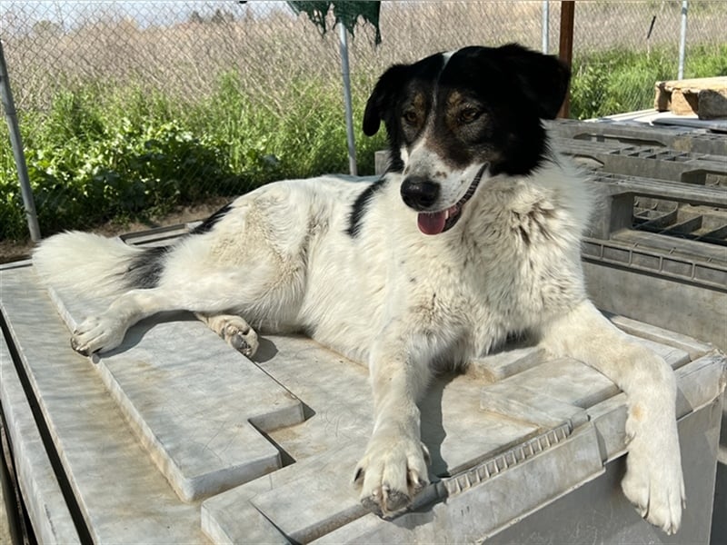 Xalia, geb. ca. 03/2018, lebt in GRIECHENLAND, im städt. Tierheim Serres
