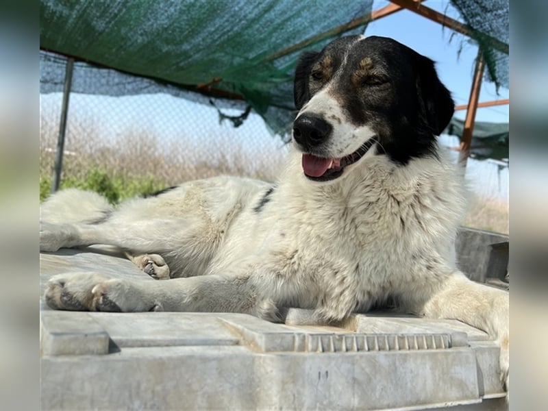 Xalia, geb. ca. 03/2018, lebt in GRIECHENLAND, im städt. Tierheim Serres