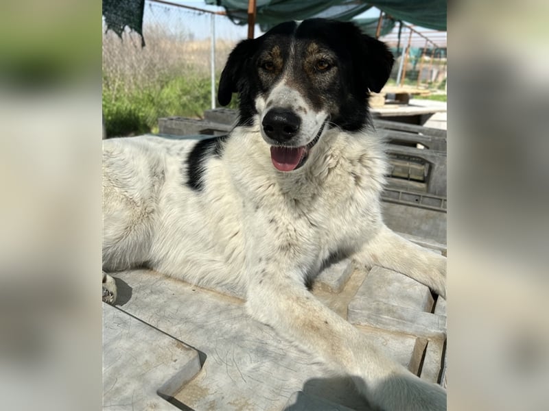 Xalia, geb. ca. 03/2018, lebt in GRIECHENLAND, im städt. Tierheim Serres