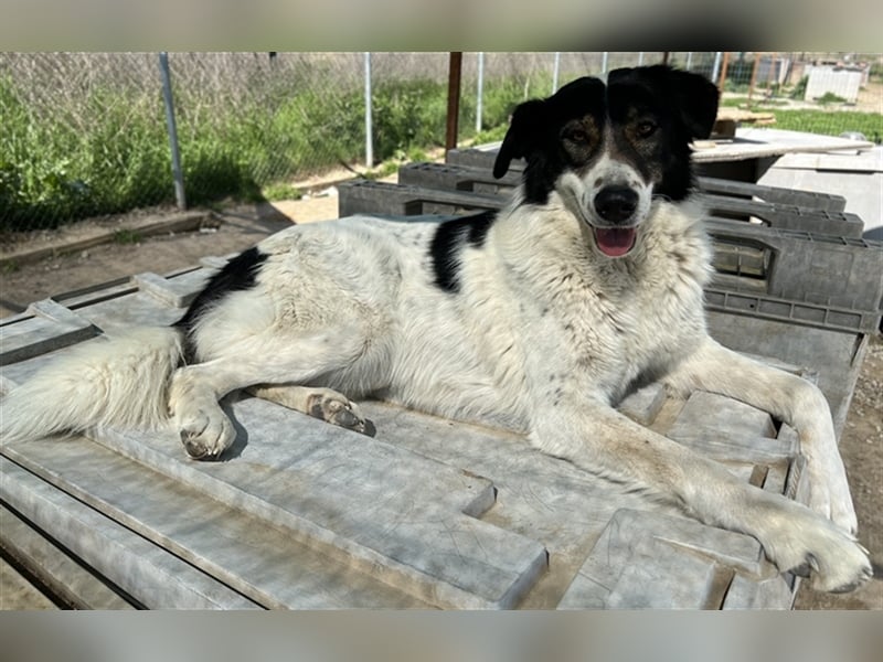 Xalia, geb. ca. 03/2018, lebt in GRIECHENLAND, im städt. Tierheim Serres