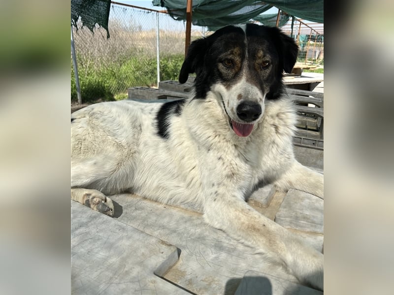 Xalia, geb. ca. 03/2018, lebt in GRIECHENLAND, im städt. Tierheim Serres