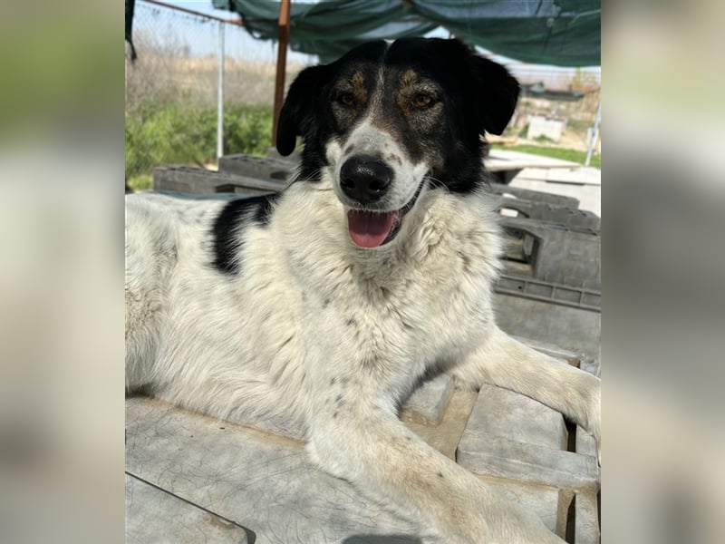 Xalia, geb. ca. 03/2018, lebt in GRIECHENLAND, im städt. Tierheim Serres