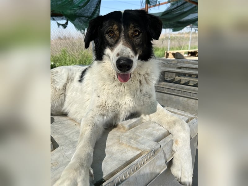 Xalia, geb. ca. 03/2018, lebt in GRIECHENLAND, im städt. Tierheim Serres