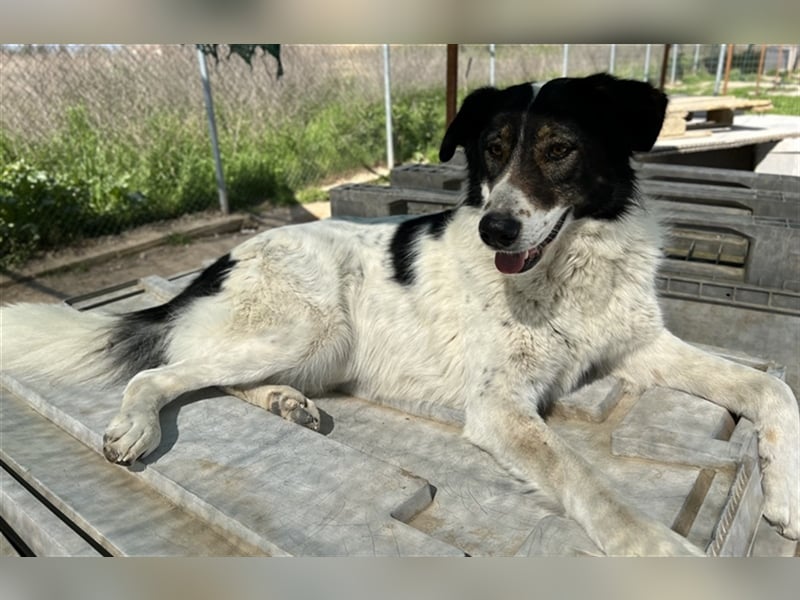 Xalia, geb. ca. 03/2018, lebt in GRIECHENLAND, im städt. Tierheim Serres