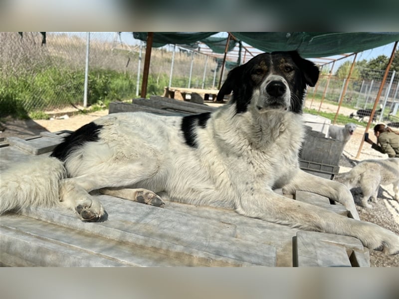 Xalia, geb. ca. 03/2018, lebt in GRIECHENLAND, im städt. Tierheim Serres