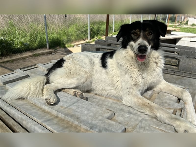 Xalia, geb. ca. 03/2018, lebt in GRIECHENLAND, im städt. Tierheim Serres