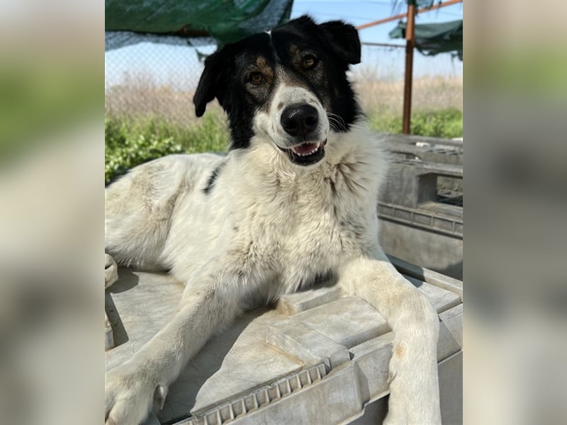 Xalia, geb. ca. 03/2018, lebt in GRIECHENLAND, im städt. Tierheim Serres