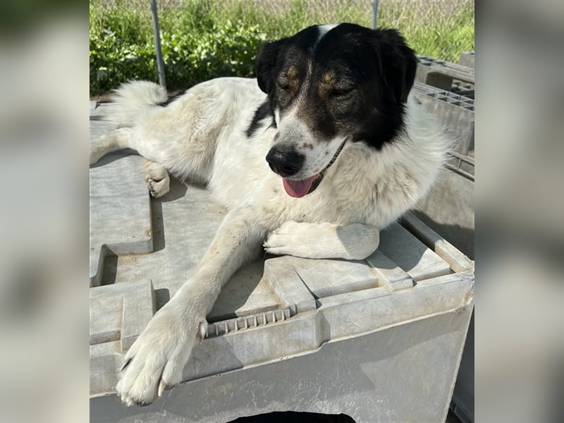 Xalia, geb. ca. 03/2018, lebt in GRIECHENLAND, im städt. Tierheim Serres