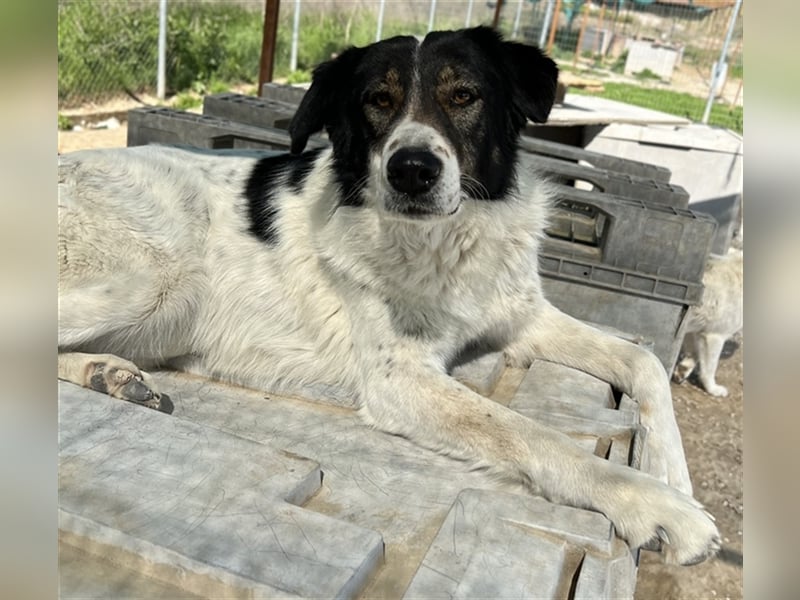 Xalia, geb. ca. 03/2018, lebt in GRIECHENLAND, im städt. Tierheim Serres