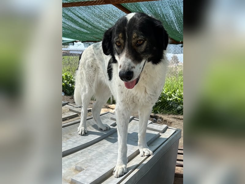Xalia, geb. ca. 03/2018, lebt in GRIECHENLAND, im städt. Tierheim Serres
