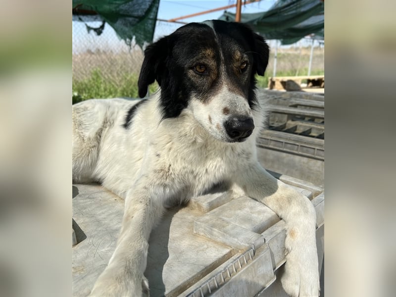 Xalia, geb. ca. 03/2018, lebt in GRIECHENLAND, im städt. Tierheim Serres