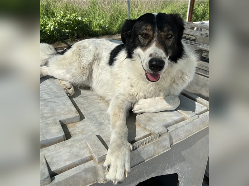 Xalia, geb. ca. 03/2018, lebt in GRIECHENLAND, im städt. Tierheim Serres
